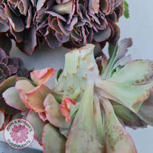 Load image into Gallery viewer, Echeveria 'Blue Curls' Crested Cuttings - John & Norma's Succulents Australia