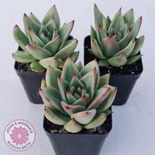 Load image into Gallery viewer, Echeveria agavoides 'Ike Soul' - John & Norma's Succulents Australia