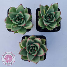 Load image into Gallery viewer, Echeveria agavoides 'Ike Soul' - John & Norma's Succulents Australia
