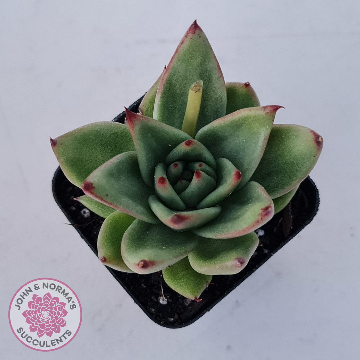 Echeveria agavoides 'Ike Soul'