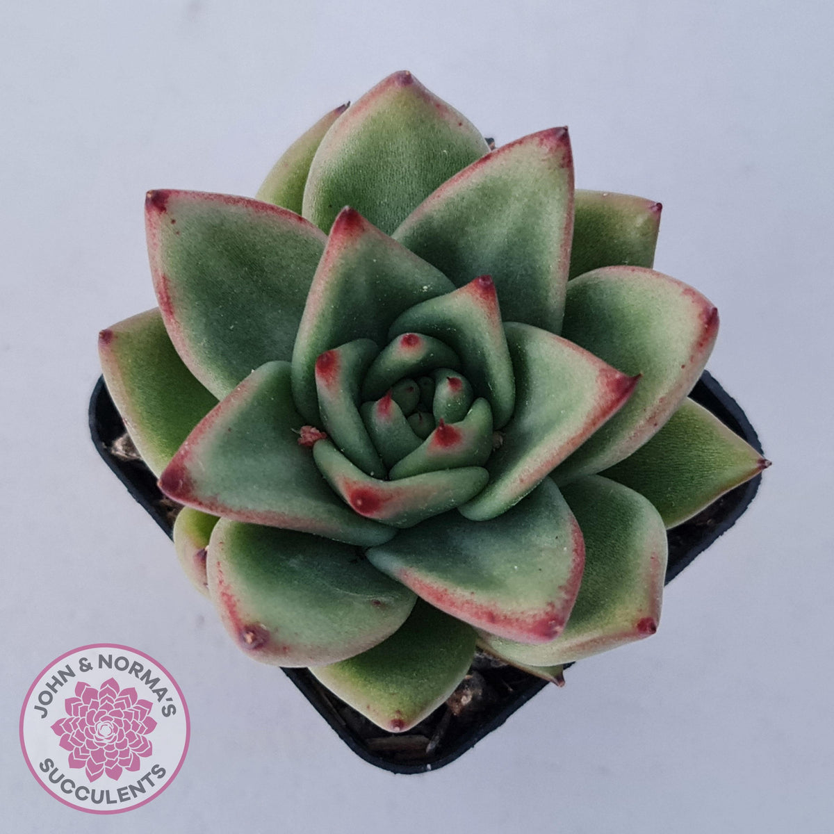 Echeveria agavoides 'Ike Soul'