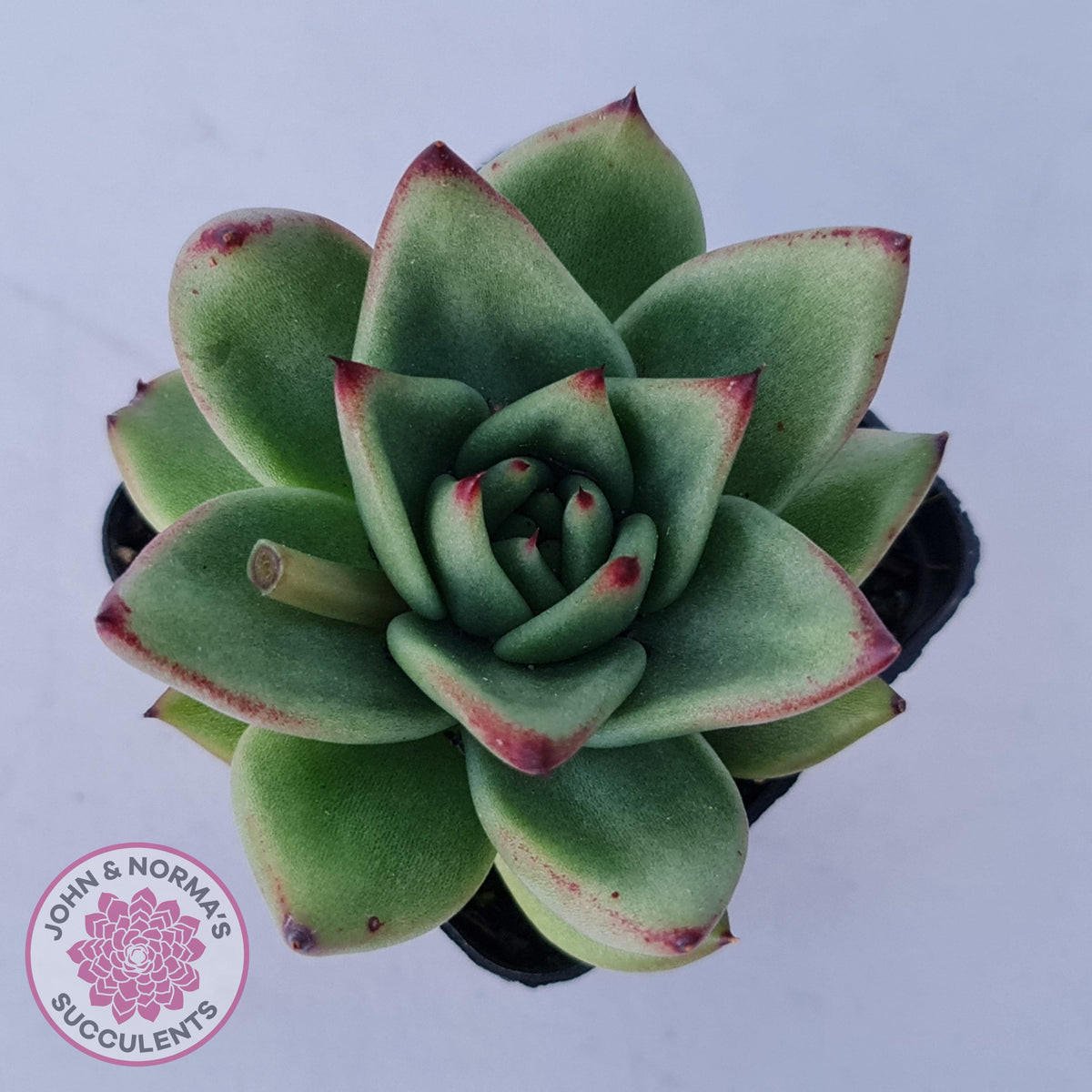 Echeveria agavoides 'Ike Soul'