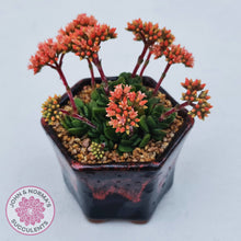 Load image into Gallery viewer, Crassula "Coralita' display plant in full flower, displaying enchanting coral pink flowers. Displayed in  hexagonal, ceramic, black pot, with coral pink highlights, complimenting plant beautifully.