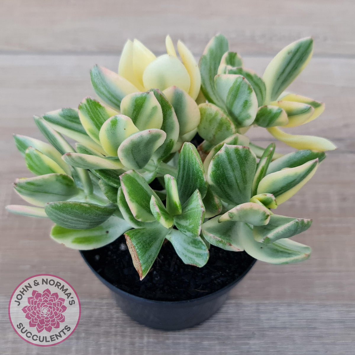 Crassula ovata variegata - 90mm Lg