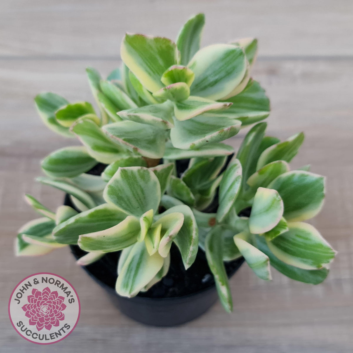 Crassula ovata variegata - 90mm Lg