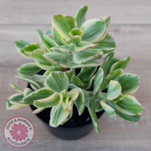 Load image into Gallery viewer, Crassula ovata variegata - 90mm Lg - John & Norma's Succulents Australia