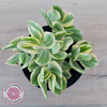 Load image into Gallery viewer, Crassula ovata variegata - 90mm Lg - John & Norma's Succulents Australia