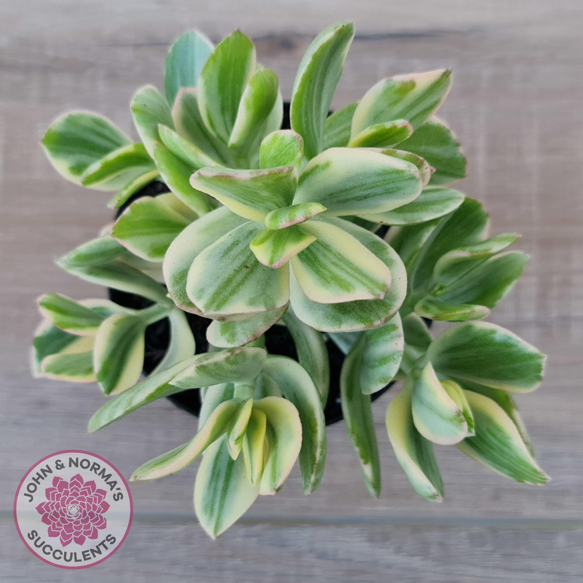 Crassula ovata variegata - 90mm Lg