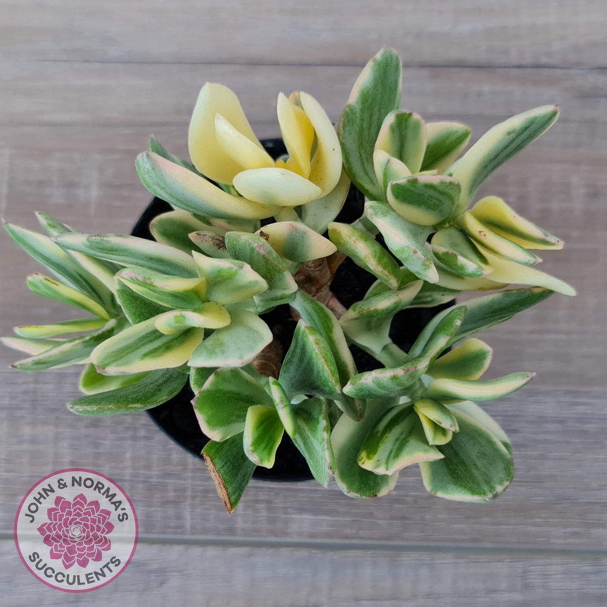Crassula ovata variegata - 90mm Lg
