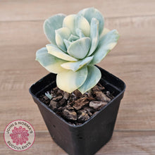 Load image into Gallery viewer, Graptoveria Lovely Rose Variegated