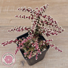 Load image into Gallery viewer, Crassula capitella ssp thyrsiflora