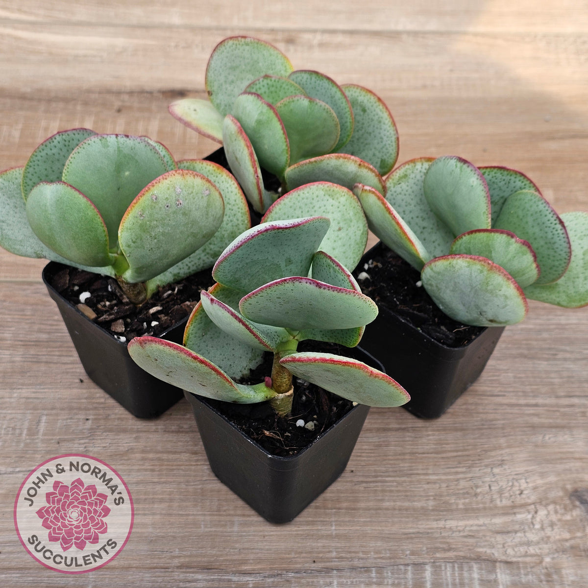 Crassula aborescens 'Giant Silver Dollar'