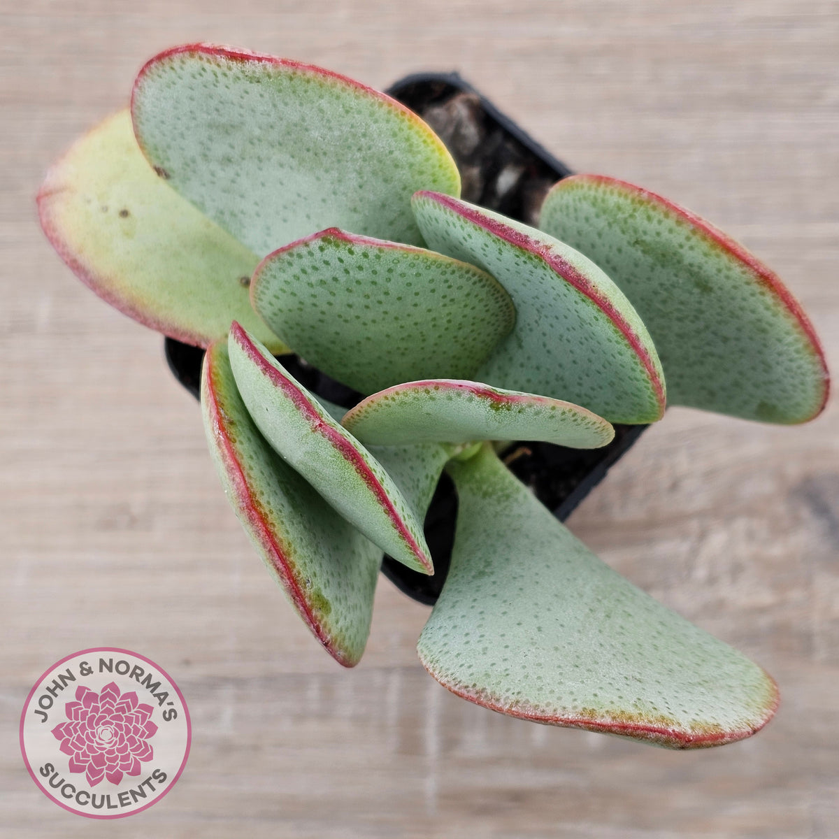 Crassula aborescens 'Giant Silver Dollar'
