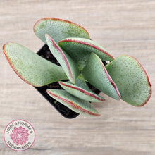 Load image into Gallery viewer, Crassula aborescens 'Giant Silver Dollar'