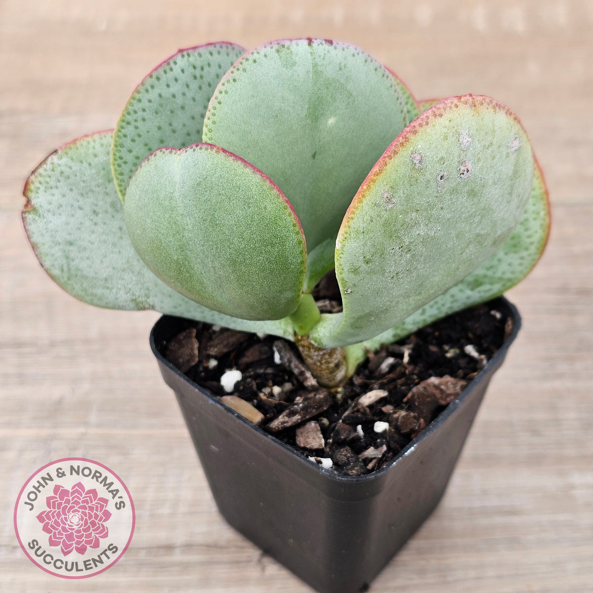Crassula aborescens 'Giant Silver Dollar'