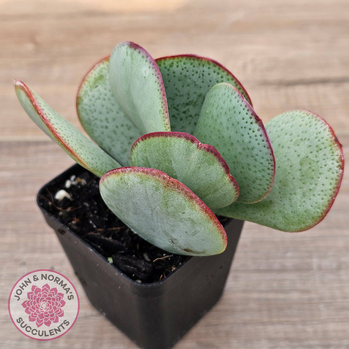 Crassula aborescens 'Giant Silver Dollar'