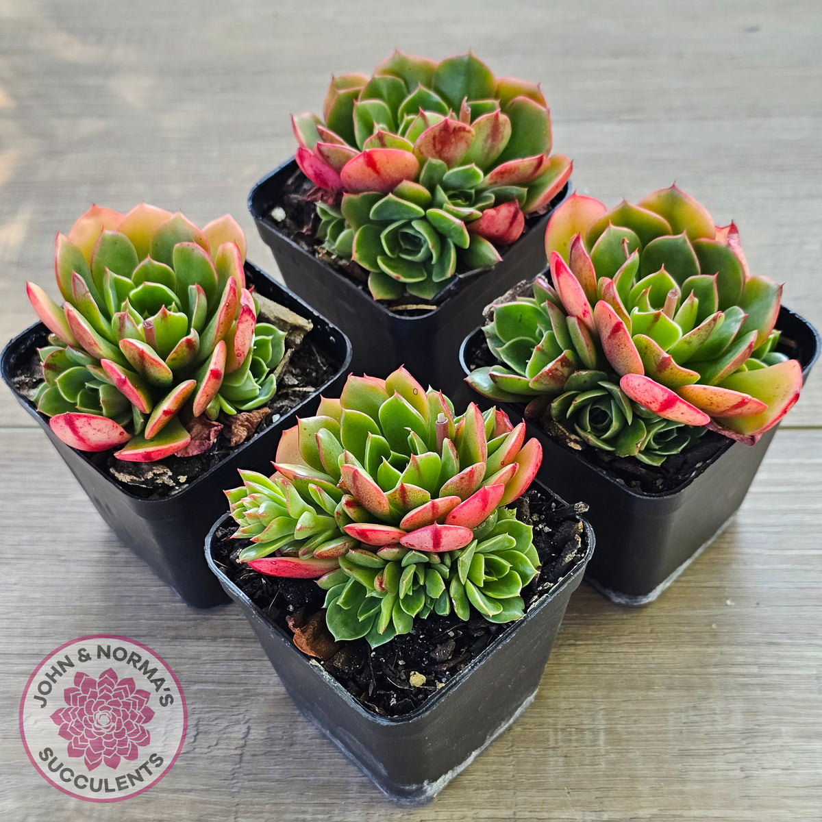 Echeveria 'Yin Lisa'