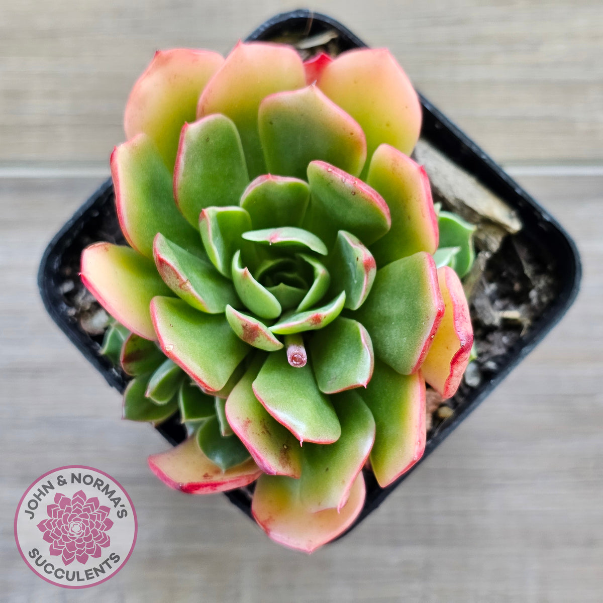 Echeveria 'Yin Lisa'