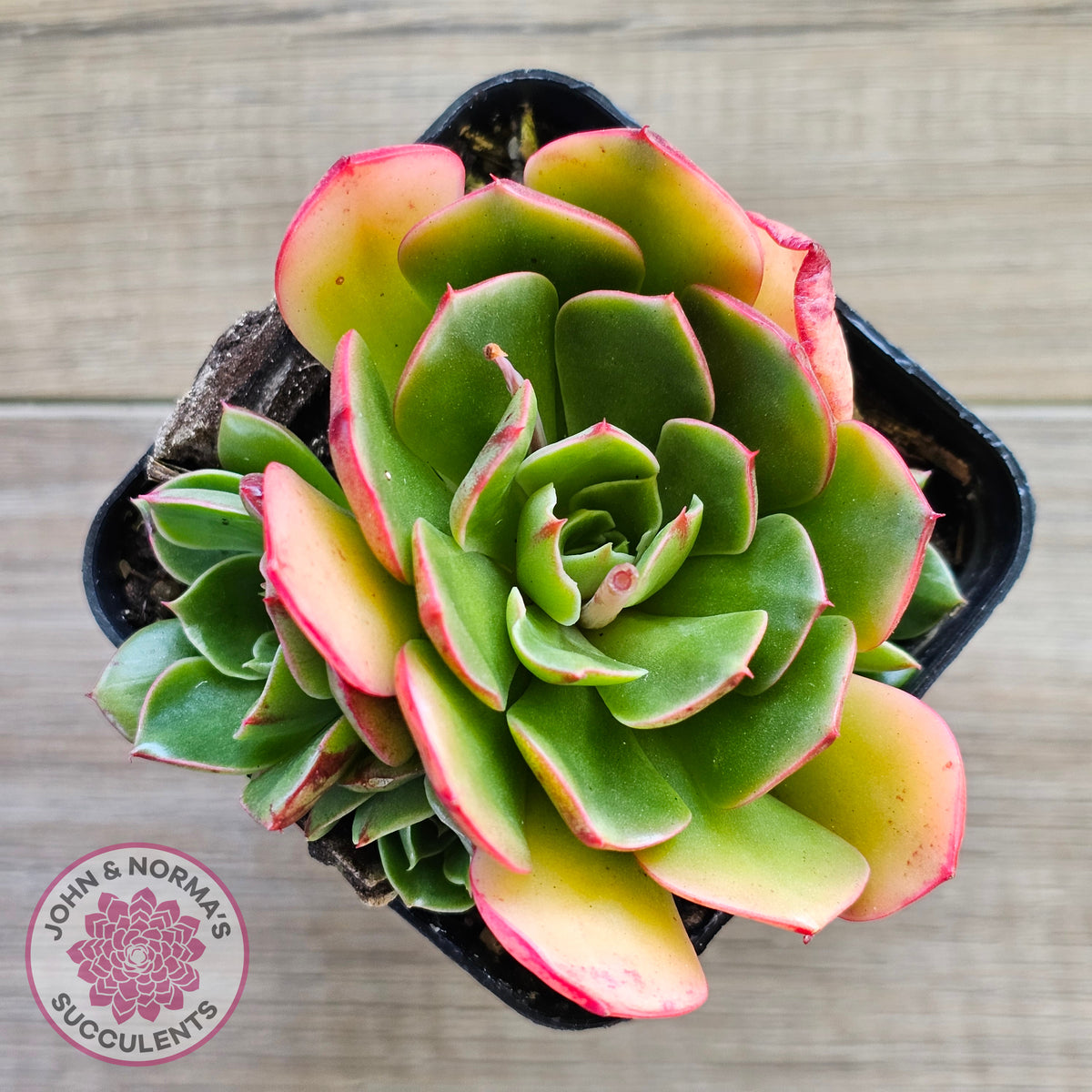 Echeveria 'Yin Lisa'