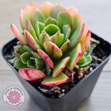 Load image into Gallery viewer, Echeveria 'Yin Lisa'