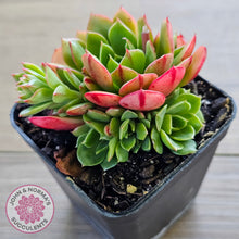 Load image into Gallery viewer, Echeveria 'Yin Lisa'