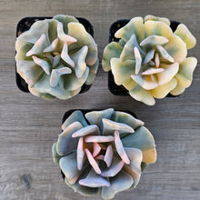 Load image into Gallery viewer, Echeveria 'Cubic Frost' Variegated (Same Plants)