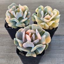 Load image into Gallery viewer, Echeveria 'Cubic Frost' Variegated