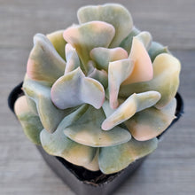 Load image into Gallery viewer, Echeveria 'Cubic Frost' Variegated