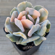 Load image into Gallery viewer, Echeveria 'Cubic Frost' Variegated (Same Plants)