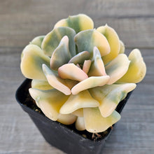 Load image into Gallery viewer, Echeveria 'Cubic Frost' Variegated (Same Plants)