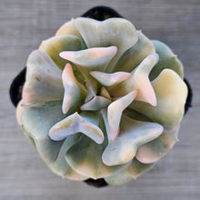 Load image into Gallery viewer, Echeveria 'Cubic Frost' Variegated