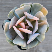 Load image into Gallery viewer, Echeveria 'Cubic Frost' Variegated