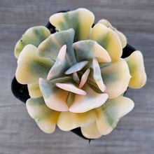Load image into Gallery viewer, Echeveria 'Cubic Frost' Variegated