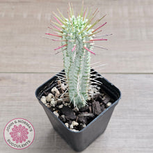 Load image into Gallery viewer, Variegated Corn Cob Cactus