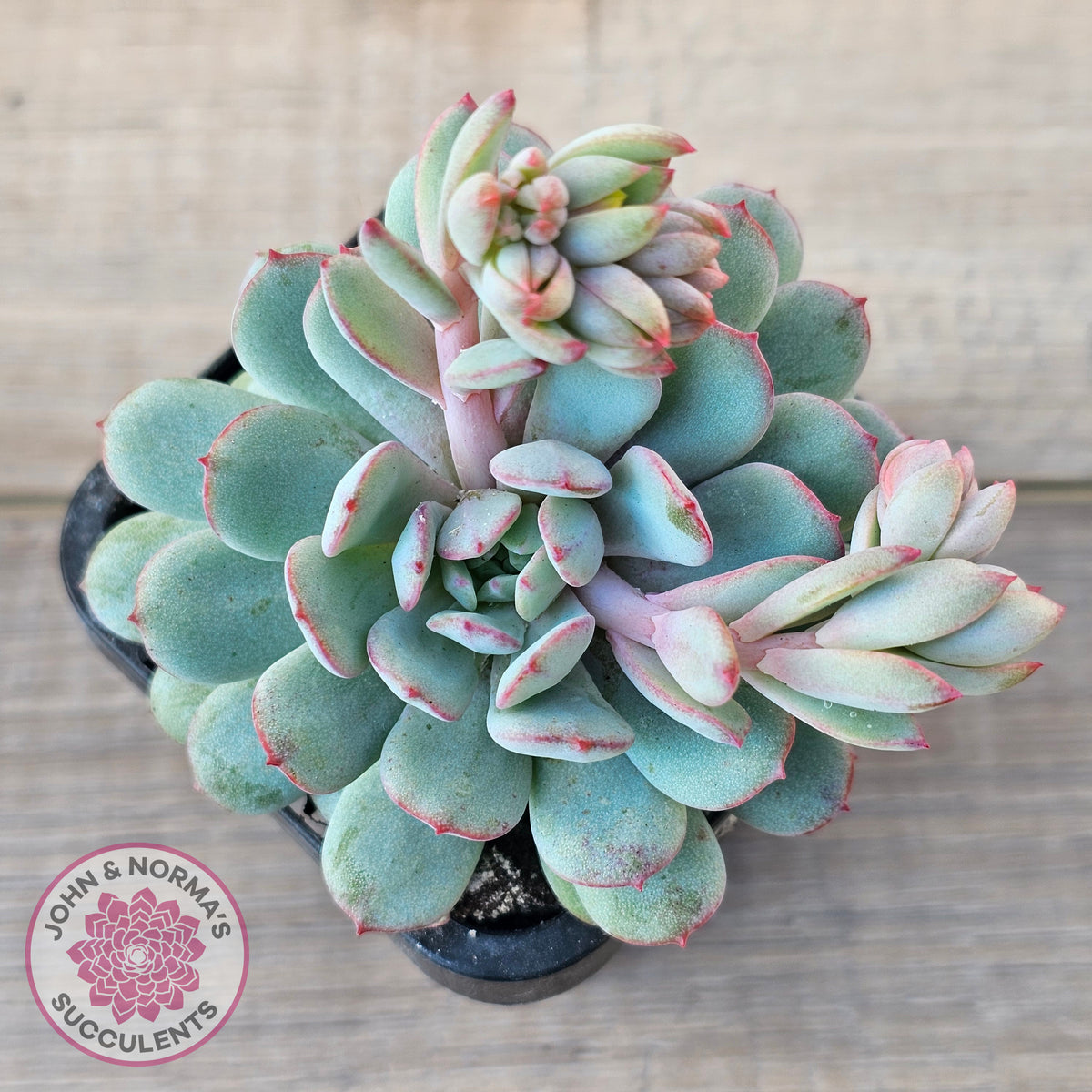 Echeveria 'Robin'