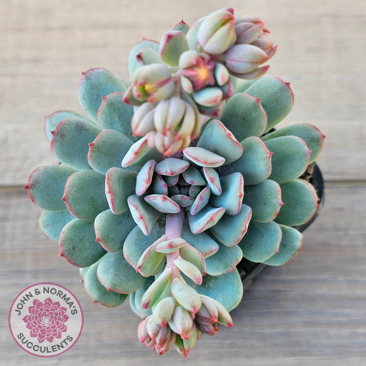 Echeveria 'Robin'