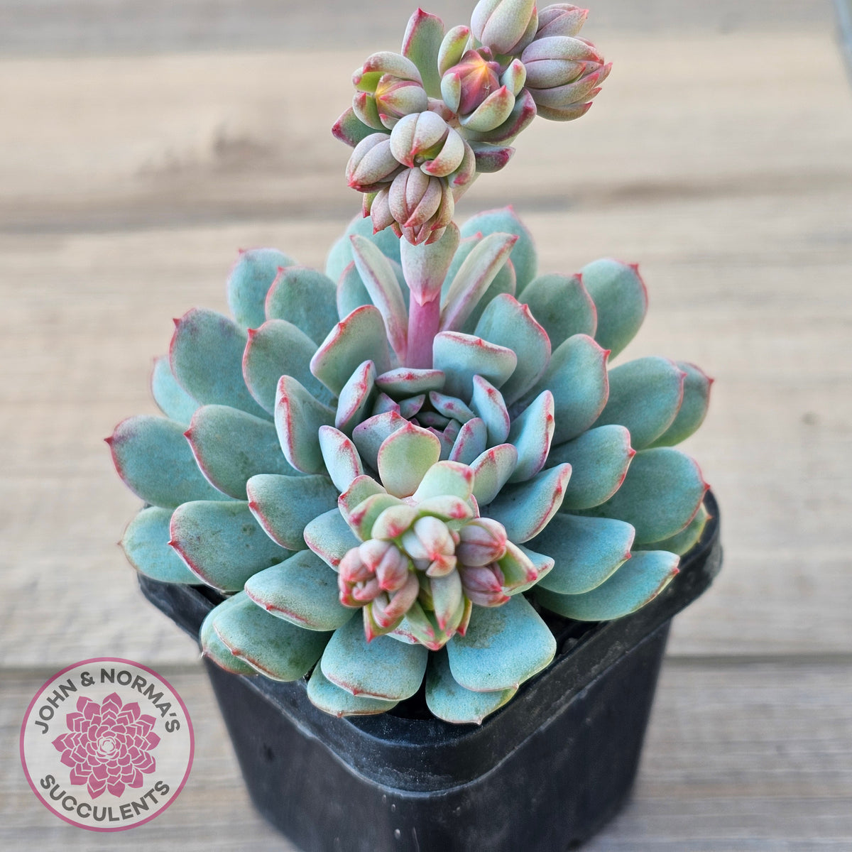 Echeveria 'Robin'
