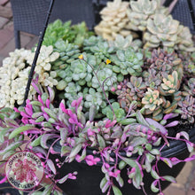 Load image into Gallery viewer, Othonna capensis variegated 'Opal Necklace'