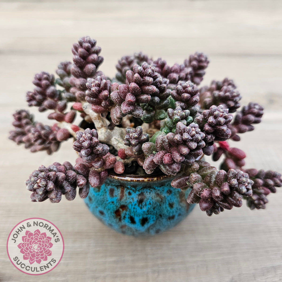 Sedum furfuraceum
