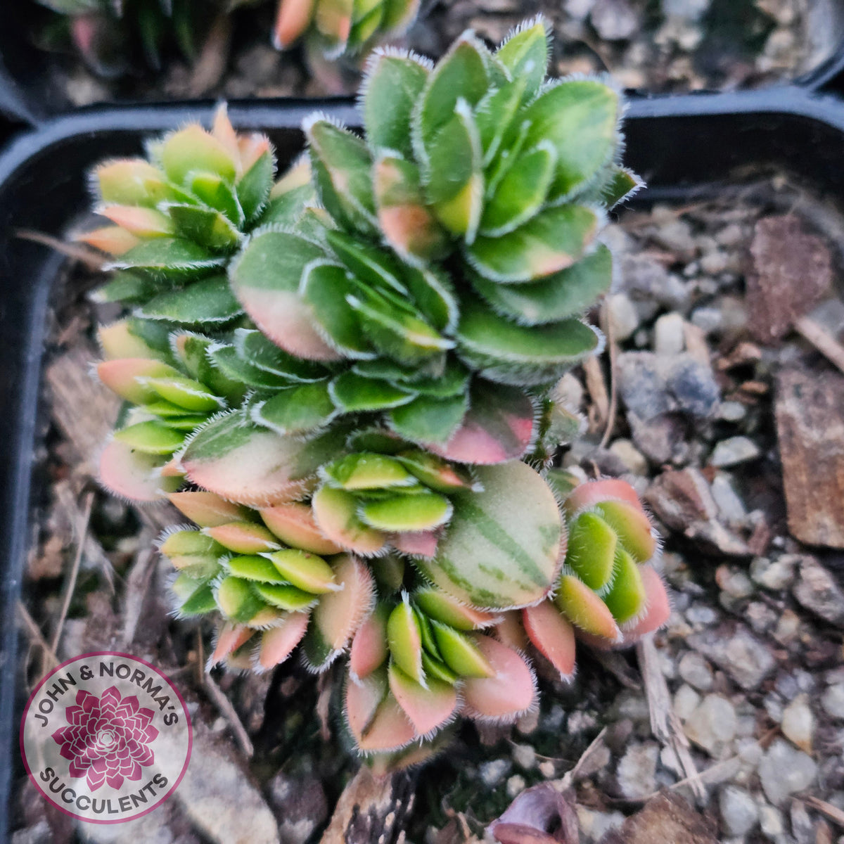 Crassula lanuginosa var. pachystemon 'David' Variegated