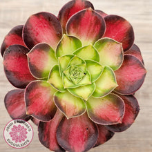 Load image into Gallery viewer, Aeonium 'Shaohua'