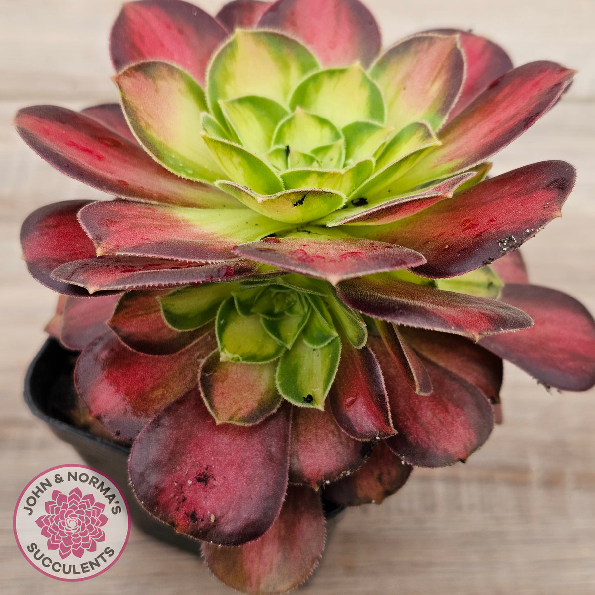Aeonium 'Shaohua'