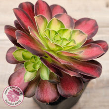 Load image into Gallery viewer, Aeonium 'Shaohua'