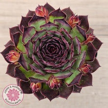 Load image into Gallery viewer, Sempervivum 'Edge of Night'