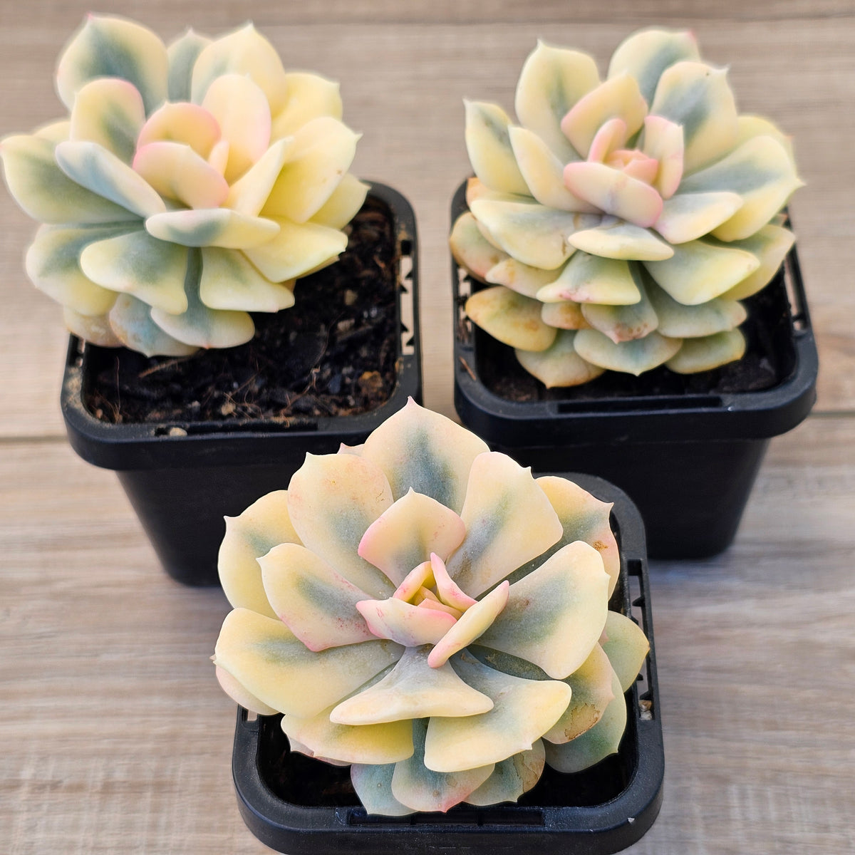 Echeveria 'Cubic Frost' Variegated