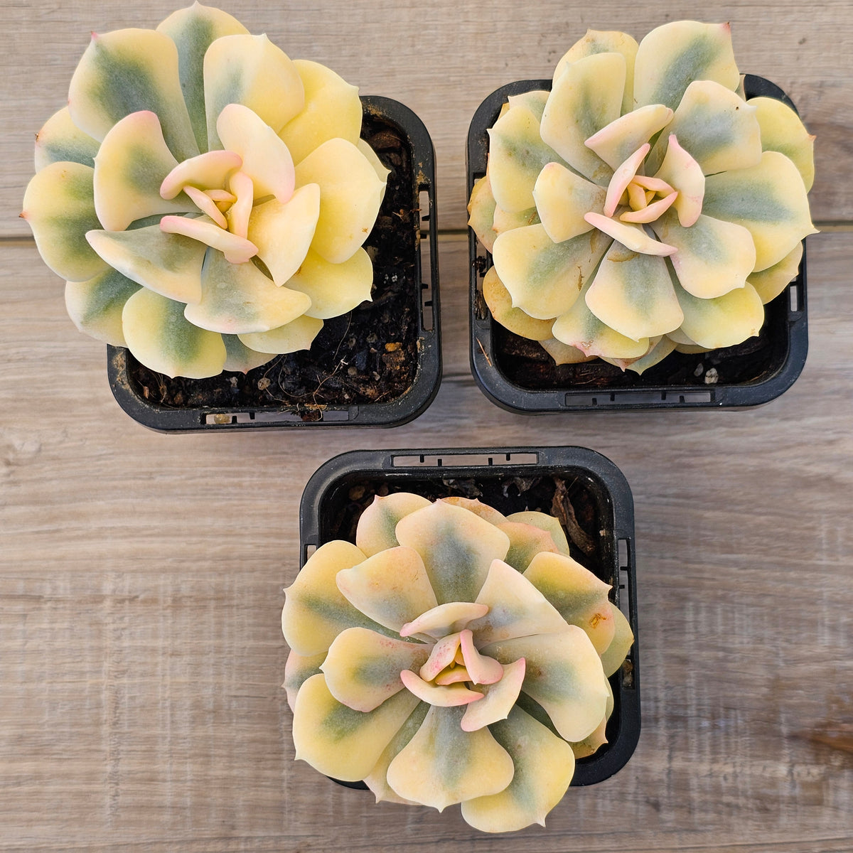 Echeveria 'Cubic Frost' Variegated