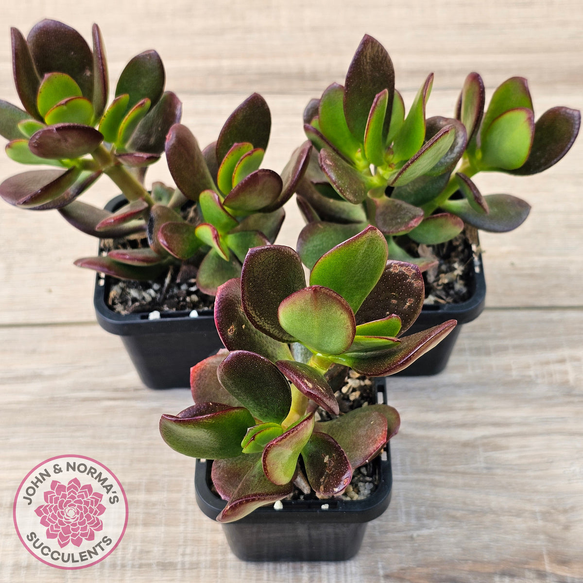 Crassula Ovata 'Ruby'