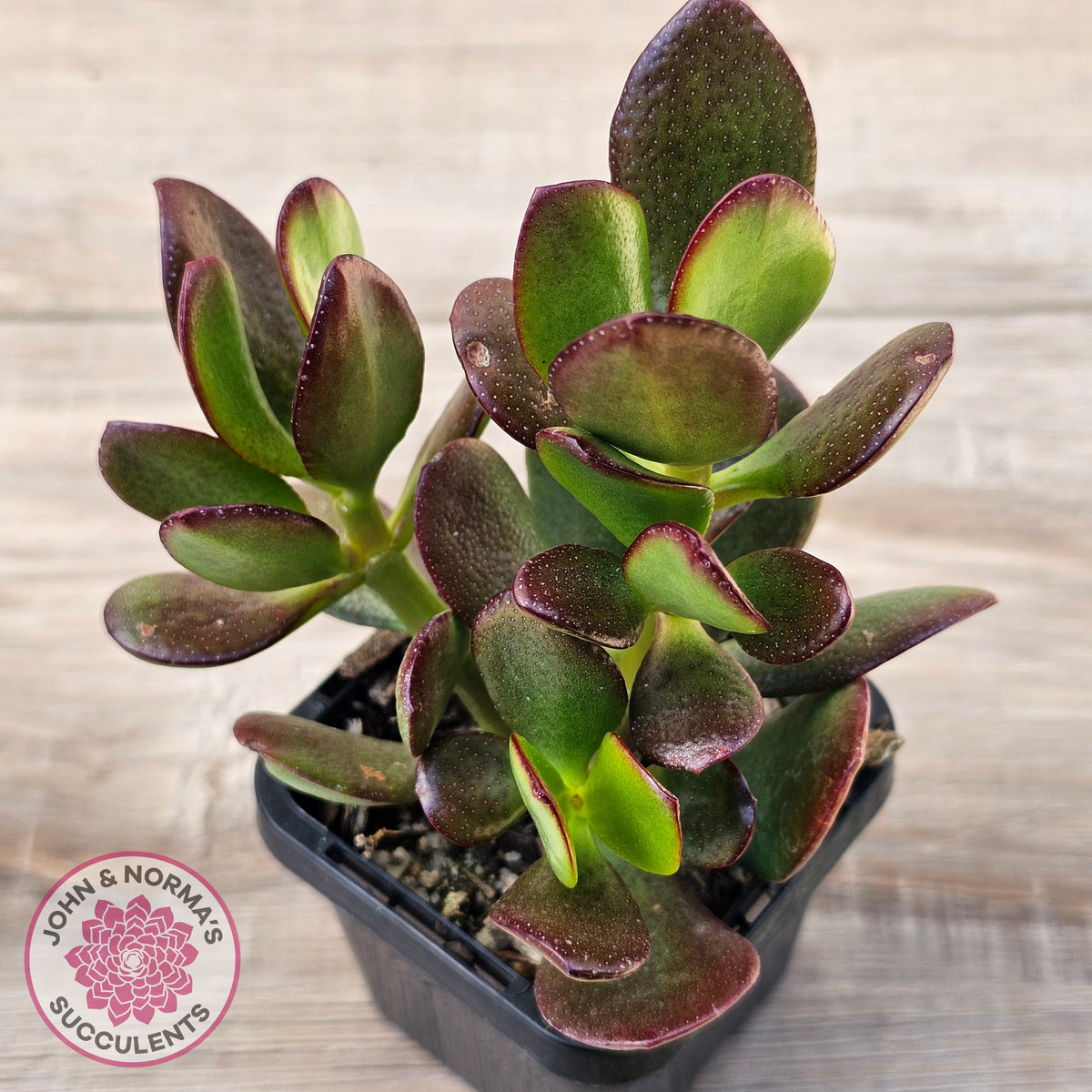 Crassula Ovata 'Ruby'