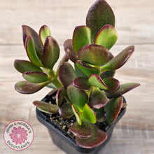Load image into Gallery viewer, Crassula Ovata 'Ruby'