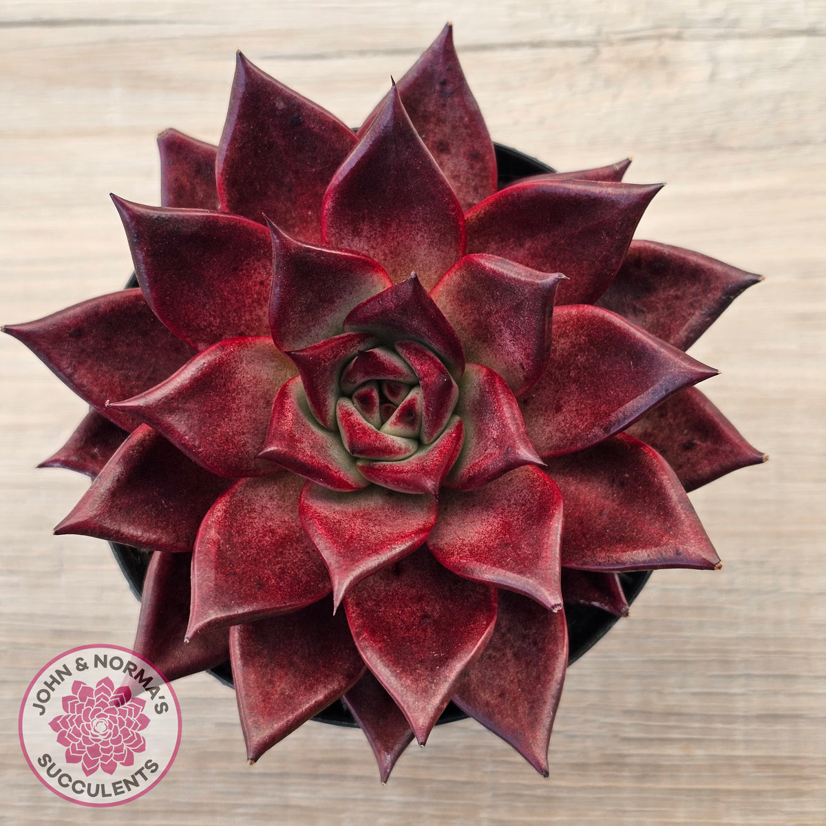 Echeveria agavoides 'Romeo Rubin' - Large